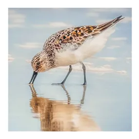 ECC “Sandpiper in Reflection”  Matted Print